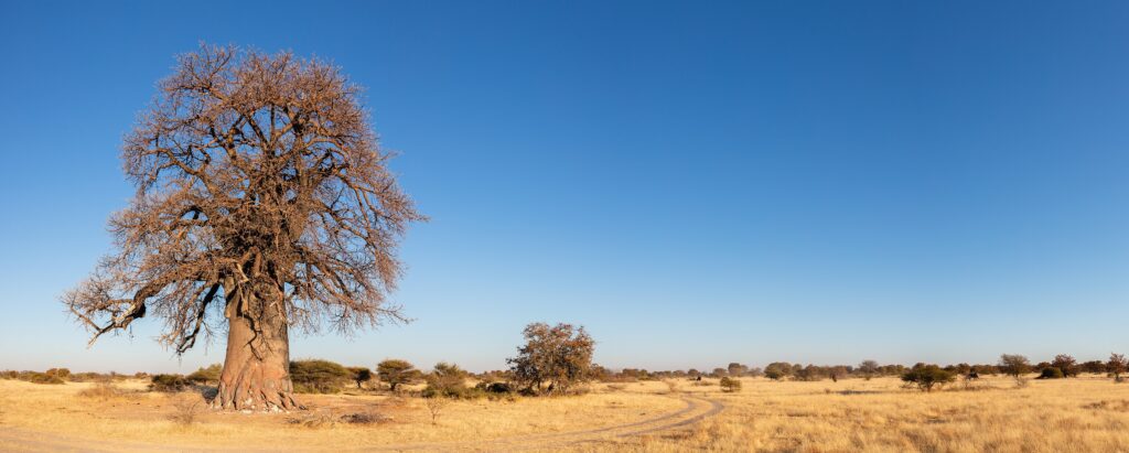 A baobab in dry grassland in Makgadikgadi Pans National Park, Botswana