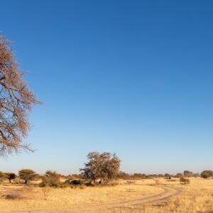 A baobab in Makgadikgadi Pans National Park — location context, not a photograph of this property