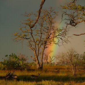 A rainbow over woodland and grassland at Xakanaxa in the Okavango Delta, Botswana