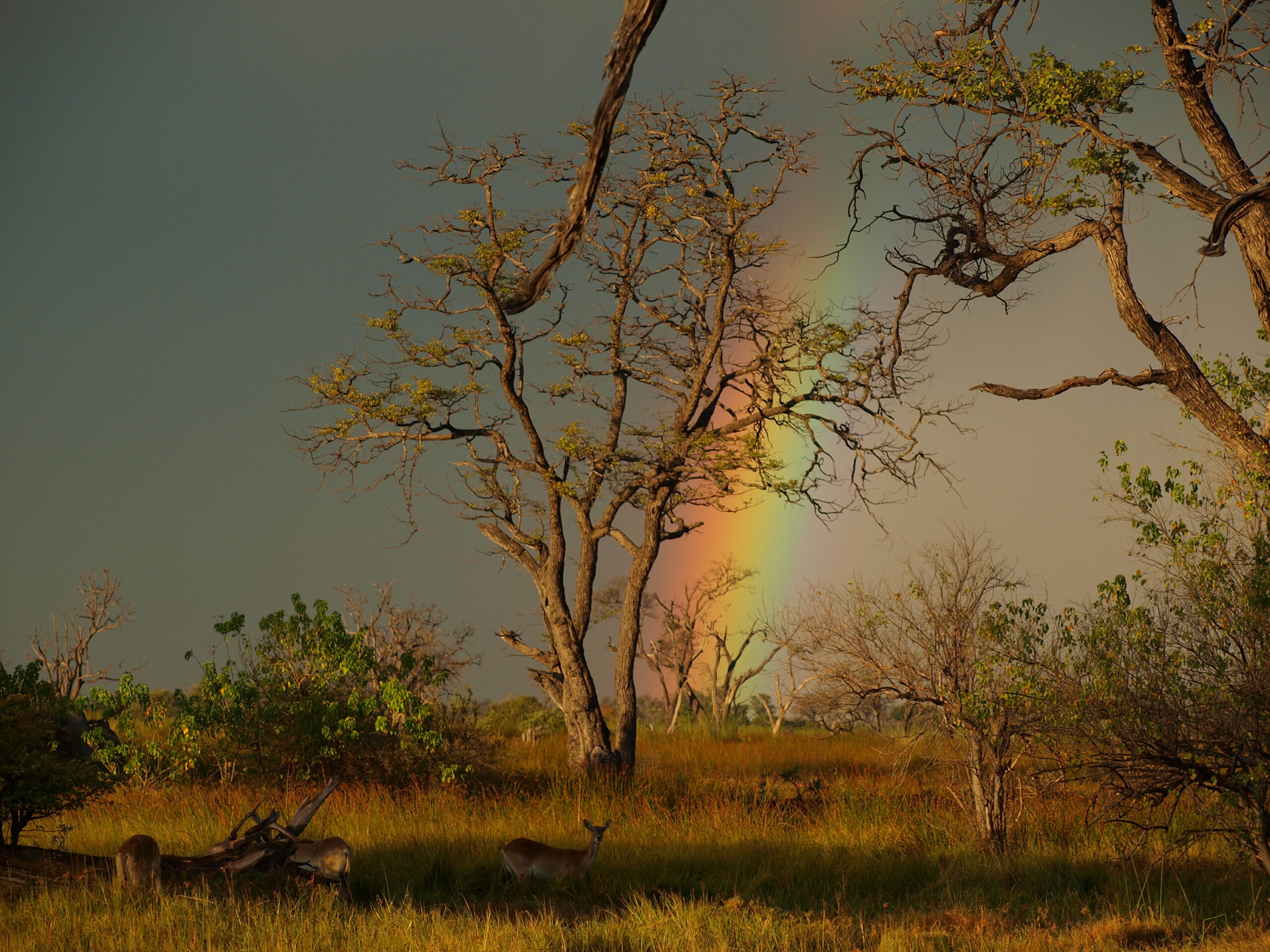 A rainbow over woodland and grassland at Xakanaxa in the Okavango Delta, Botswana