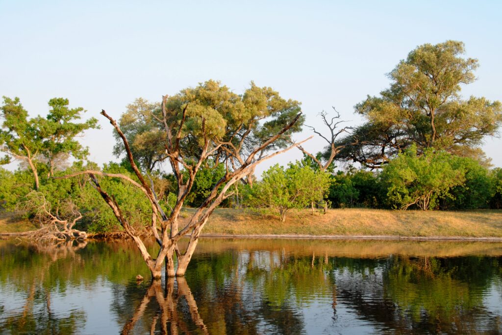 Still water and drowned trees along the Savuti Channel, northern Botswana