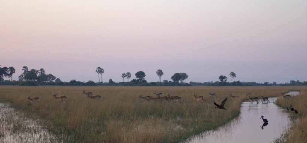 A group of red lechwe on a floodplain at dawn in the Okavango Delta, Botswana