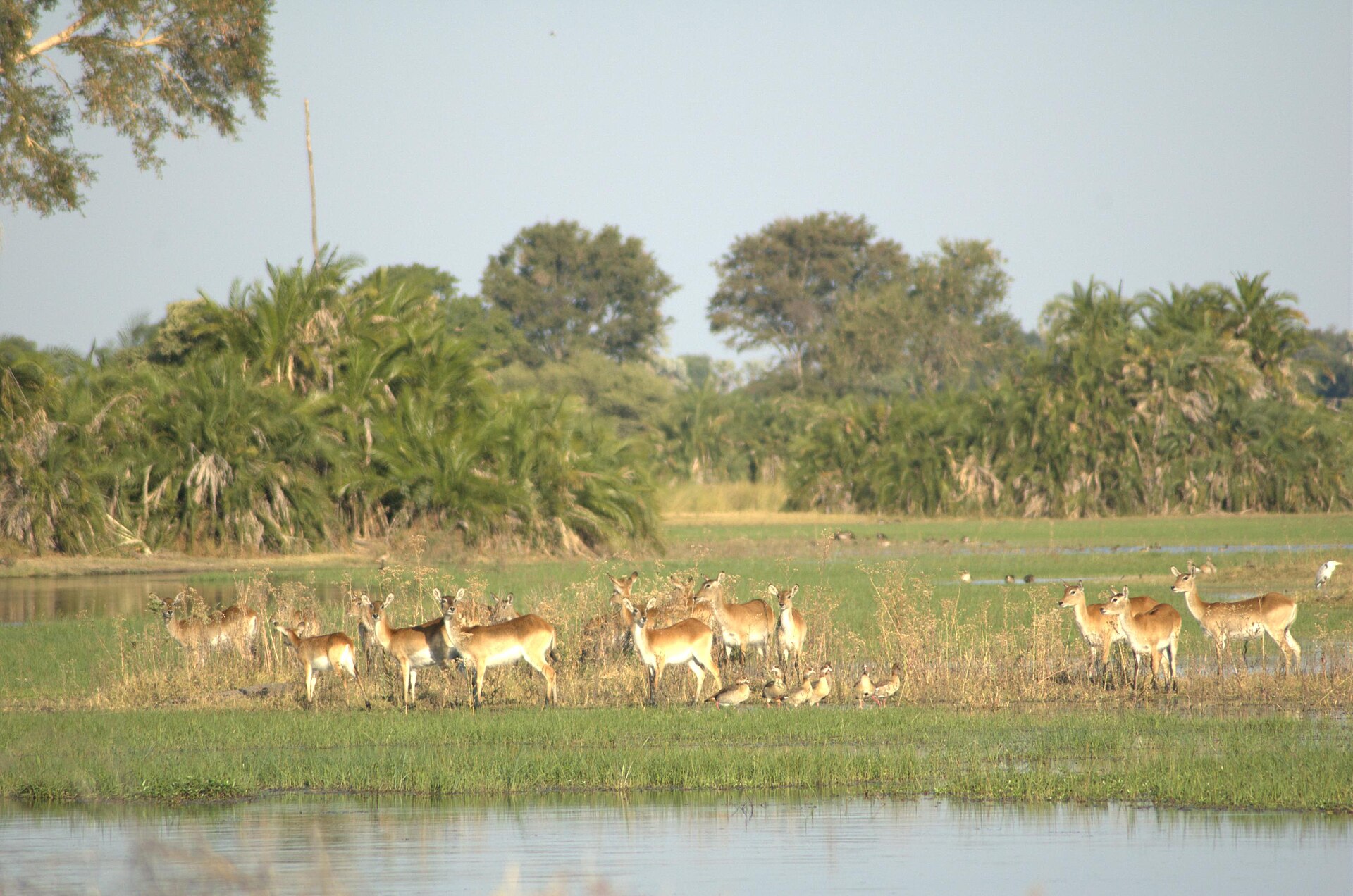 A group of female red lechwe in the Okavango Delta, one of the signature species of Botswana wildlife