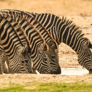 Operator photograph supplied for Chobe 3-Hour Game Drive & Impalila Island Cultural Tour - Namibia, Kasane, Botswana