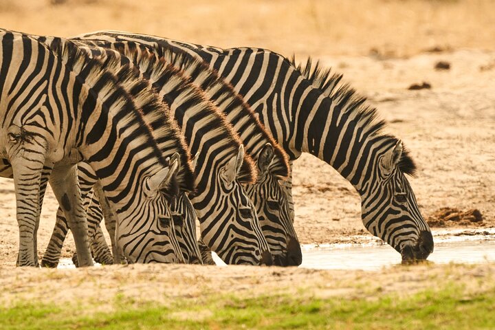 Chobe 3-Hour Game Drive & Impalila Island Cultural Tour – Namibia