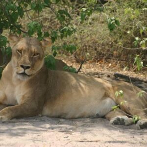 Operator photograph supplied for Chobe 6 Hours Game Drive, Kasane, Botswana