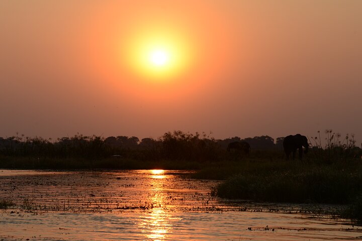 Chobe River Majestic Wildlife Cruise With Exclusive Boat Safari