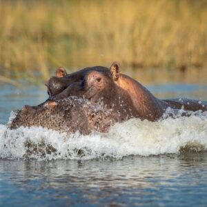 Operator photograph supplied for Chobe Wildlife Encounter 3-Hour Private Shore Tour from Kasane, Kasane, Botswana