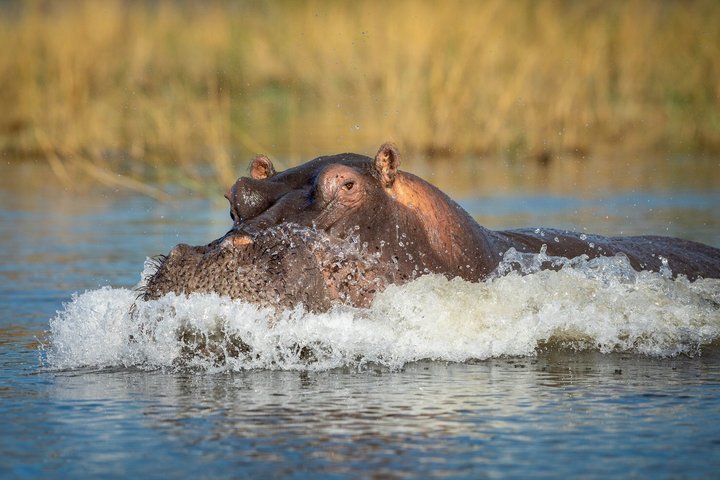 Chobe Wildlife Encounter 3-Hour Private Shore Tour from Kasane