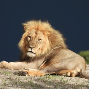 Operator photograph supplied for Full-Day Chobe National Park Game Drive from Kasane, Kasane, Botswana