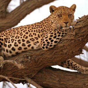 Operator photograph supplied for Full Day Moremi Safari Tour from Maun, Maun, Botswana