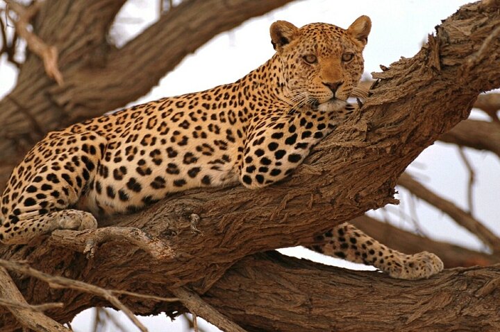 Full Day Moremi Safari Tour from Maun