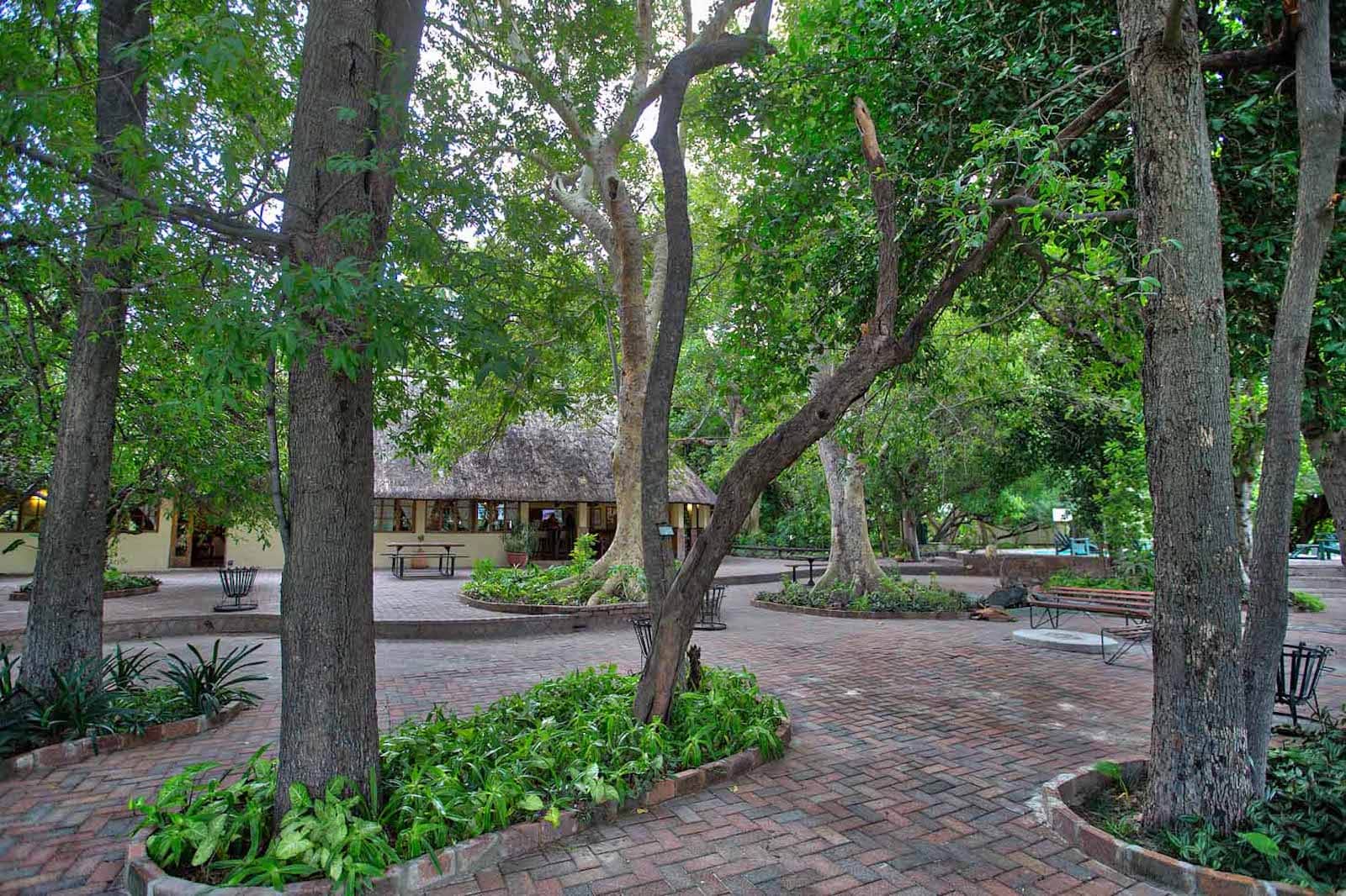 Shaded brick promenade under mature trees at Island Safari Lodge