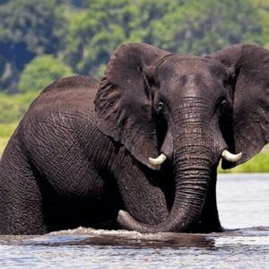 Operator photograph supplied for Kasane Chobe National Park Full Day Safari and Boat Cruise, Kasane, Botswana