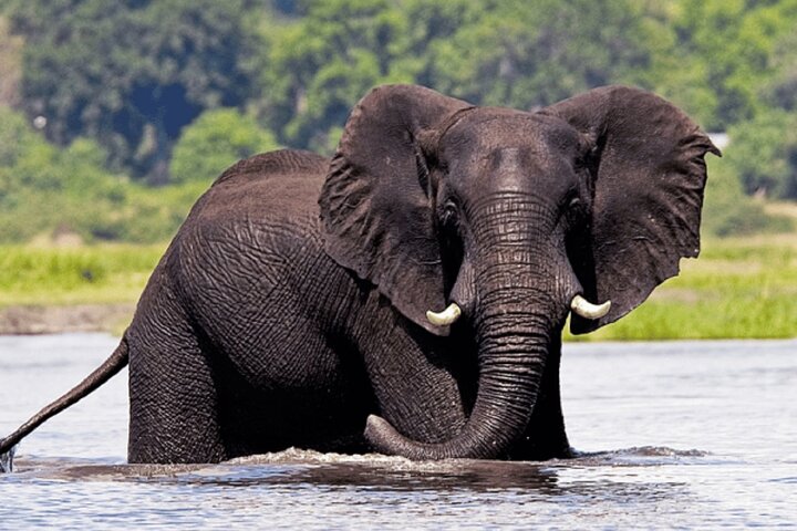 Kasane Chobe National Park Full Day Safari and Boat Cruise