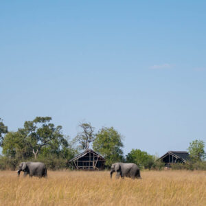 Elephant crossing the floodplain in front of the tented suites at Lebala Camp, Kwando Private Concession, Botswana