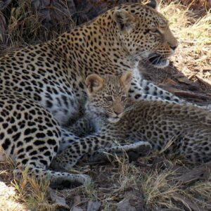 Operator photograph supplied for Meerkats 4 Nights 5 days Stargazing at Makgadikgadi Pans National, Maun, Botswana