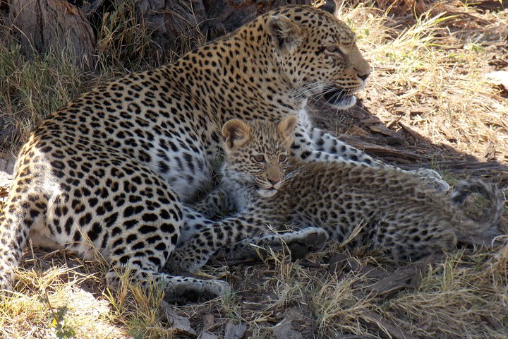 Operator photograph supplied for Meerkats 4 Nights 5 days Stargazing at Makgadikgadi Pans National, Maun, Botswana