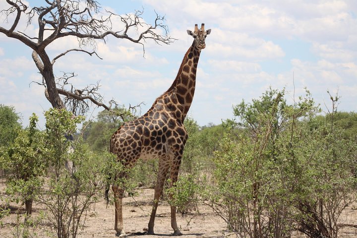 Operator photograph supplied for Meerkats 4 Nights 5 days Stargazing at Makgadikgadi Pans National, Maun, Botswana — photograph 3