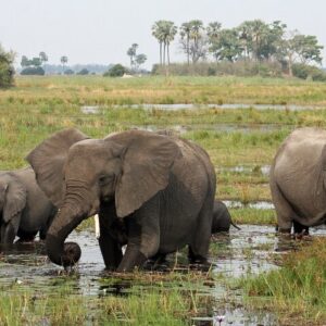 Operator photograph supplied for Moremi Full day Game Drive from Maun, Maun, Botswana