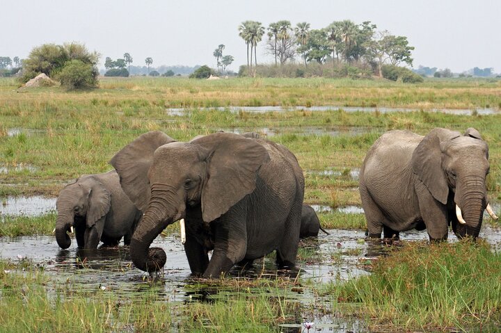 Operator photograph supplied for Moremi Full day Game Drive from Maun, Maun, Botswana
