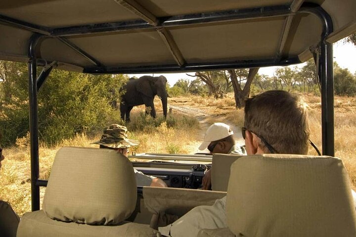 A close encounter with a majestic elephant