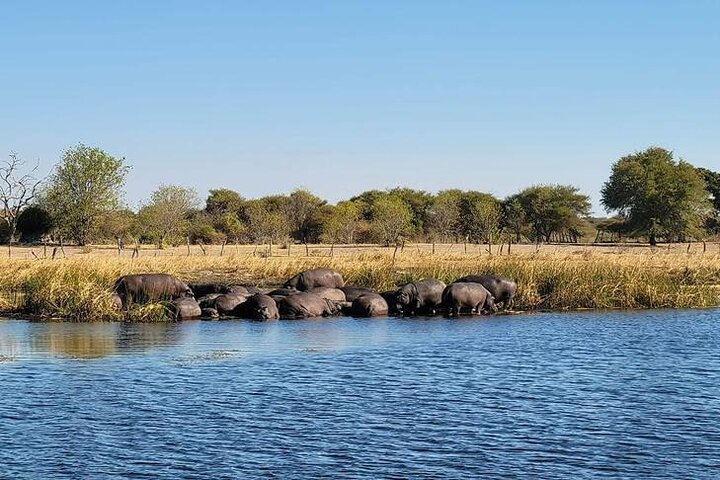 Captivating views of hippos