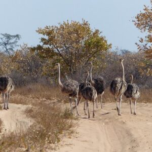 Moremi (Okavango) day trip
