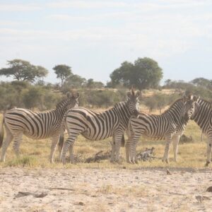 Zebra Migration