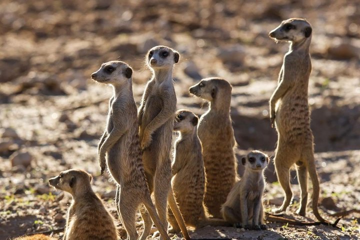 Operator photograph supplied for Zebra Trail Makgadikgadi Day Trip, Maun, Botswana