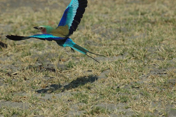 Operator photograph supplied for Zebra Trail Makgadikgadi Day Trip, Maun, Botswana