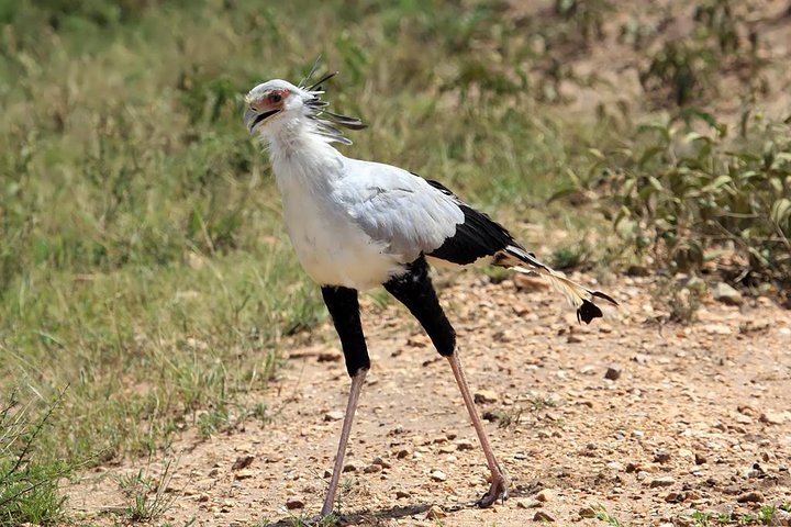 Secretary Bird
