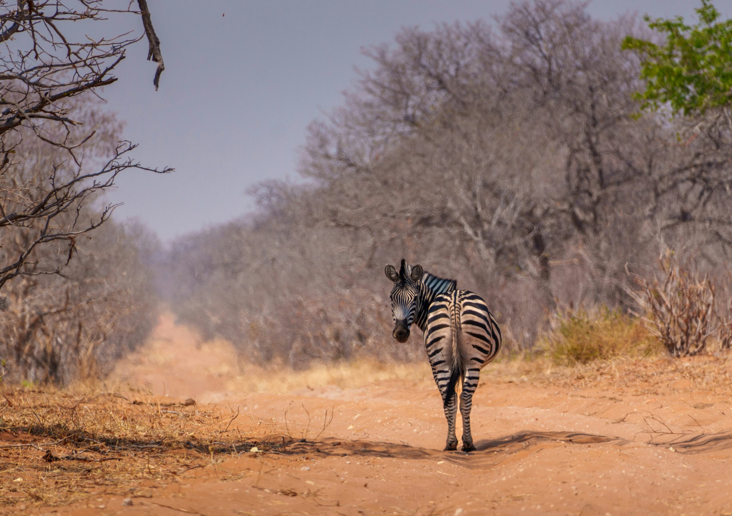 Botswana with young children — zebra walking along a dusty safari road