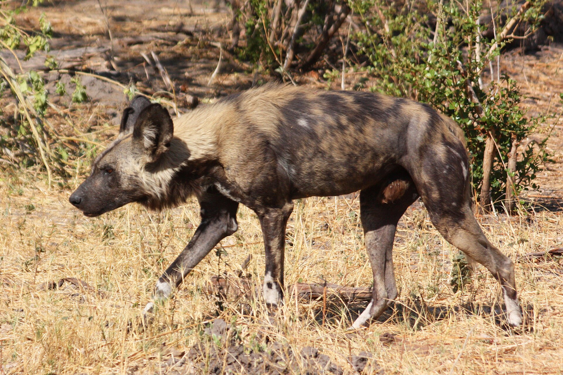 African wild dog in the Okavango Delta in Botswana