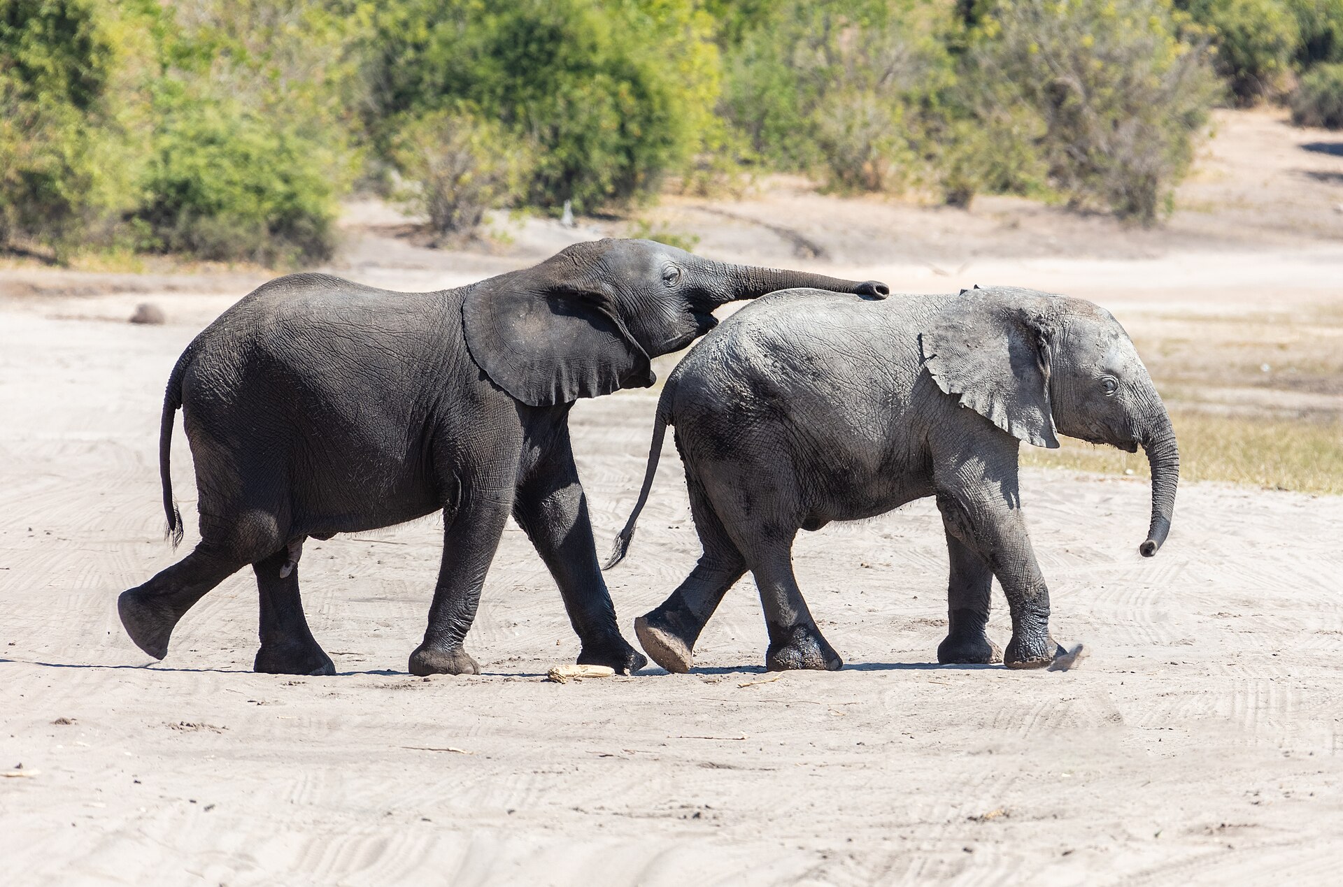 Young African savanna elephants in Chobe National Park