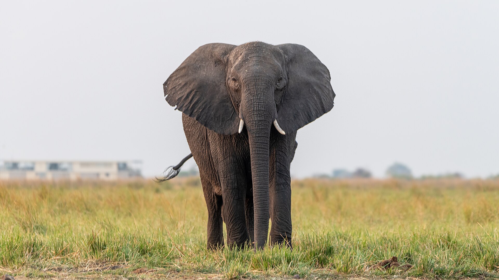 The ‘Big Five’ in Botswana: Where the Claim Comes From