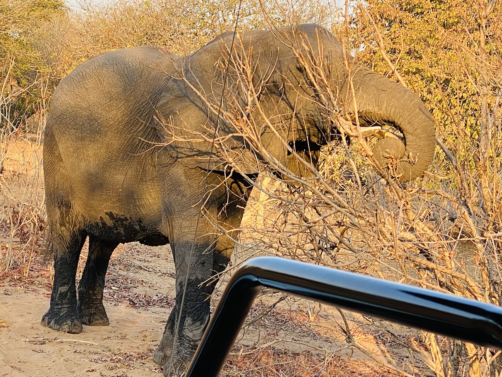 Elephants among green vegetation in Chobe National Park