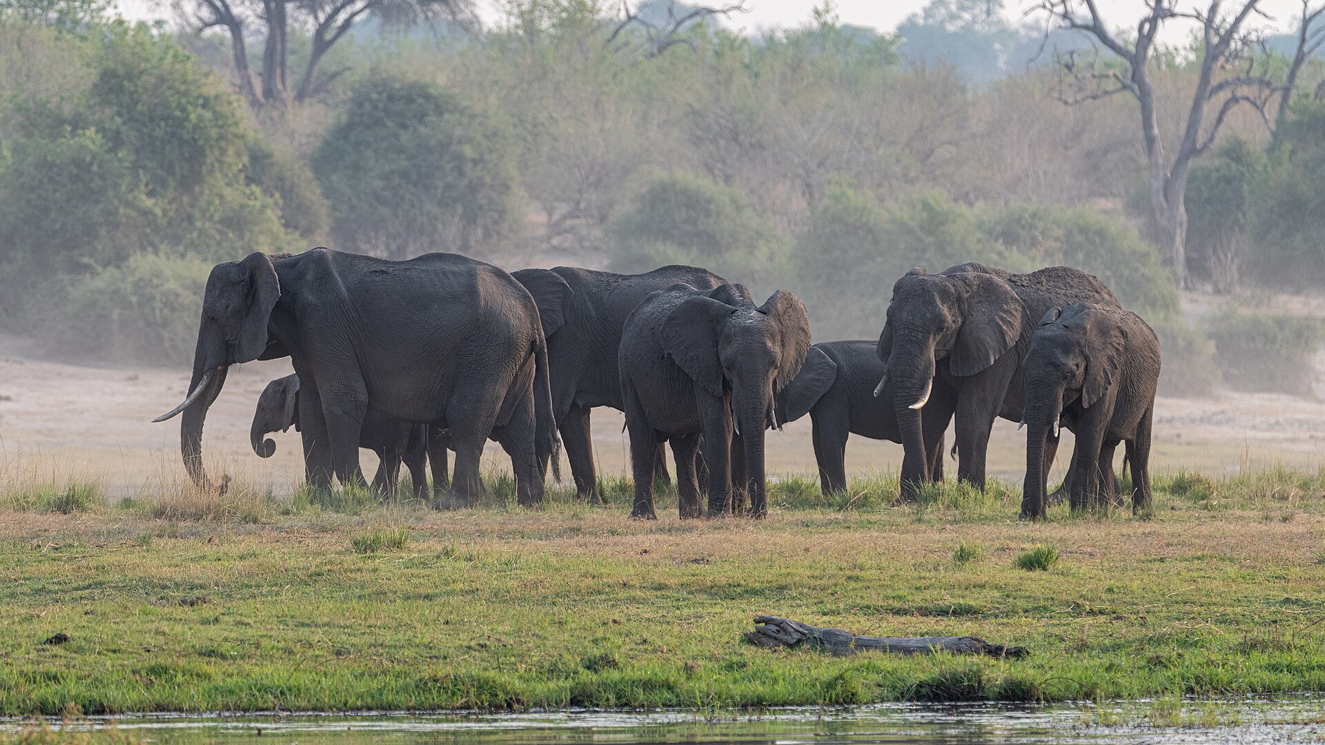 Elephants moving across the Chobe riverfront grassland