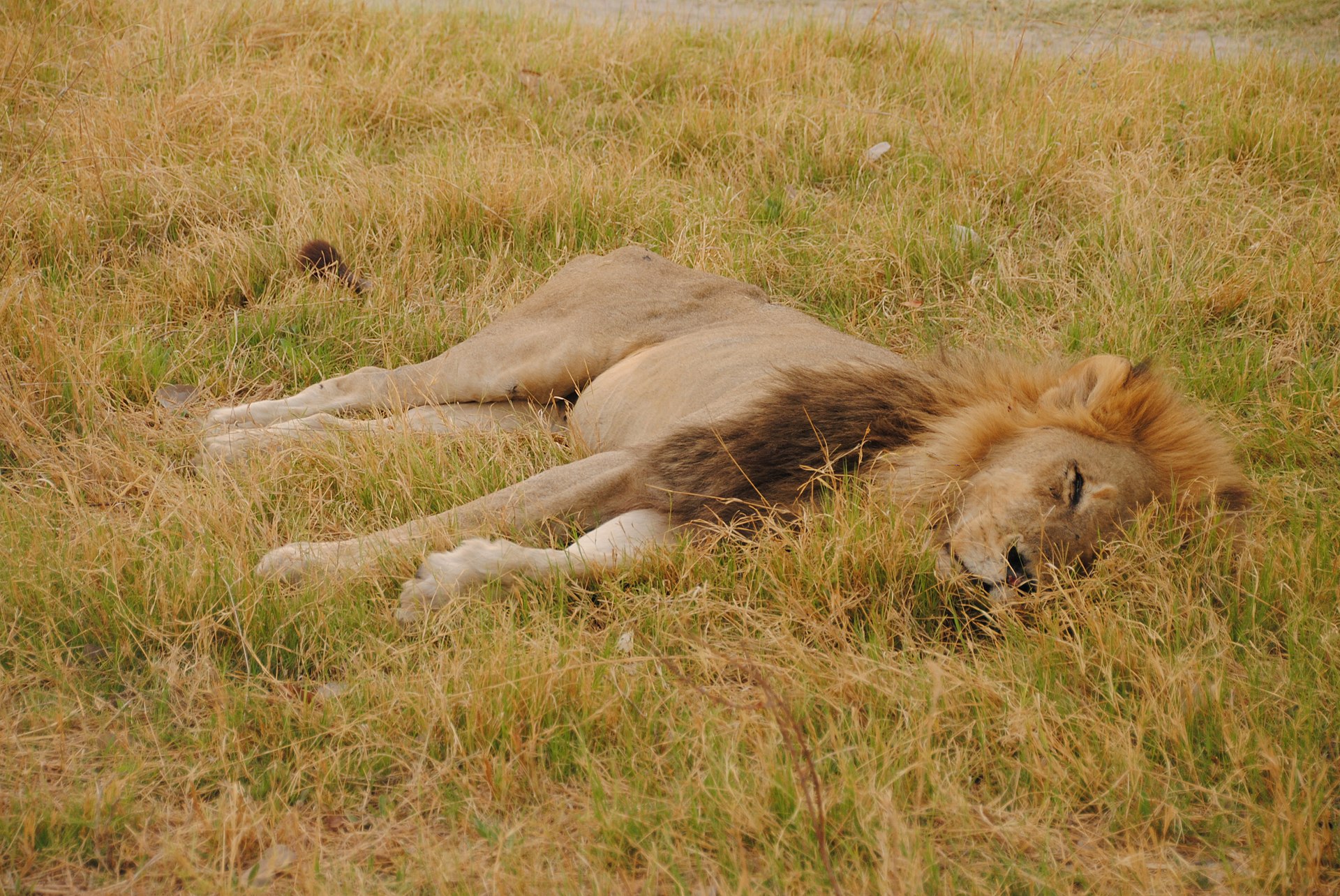 Lion resting in Moremi Game Reserve in Botswana