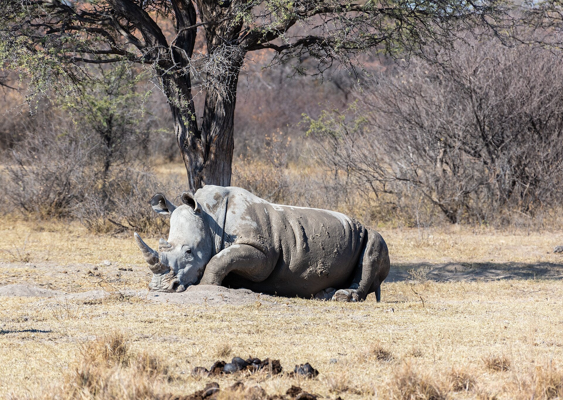 Gaborone to Khama Rhino Sanctuary: The Travel Day That Actually Works