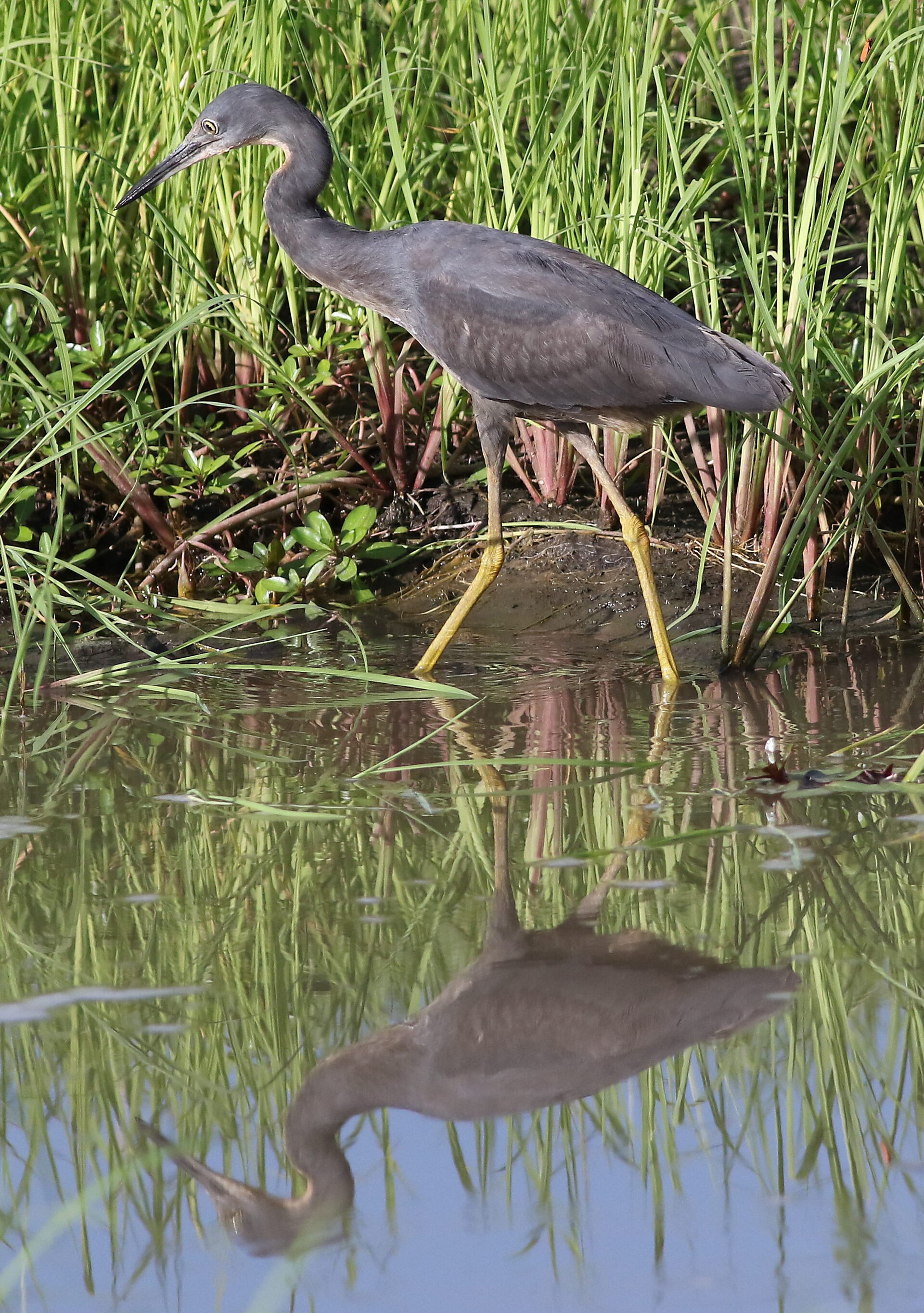 Slaty egret in Chobe National Park, Botswana