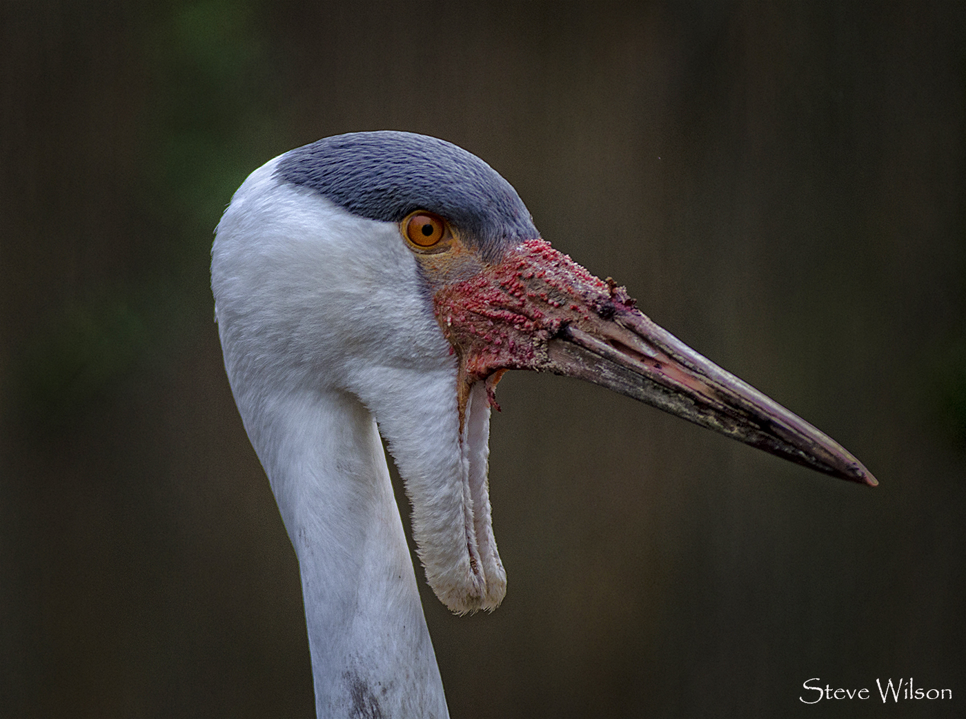 Wattled Cranes: Where Habitat and Season Overlap