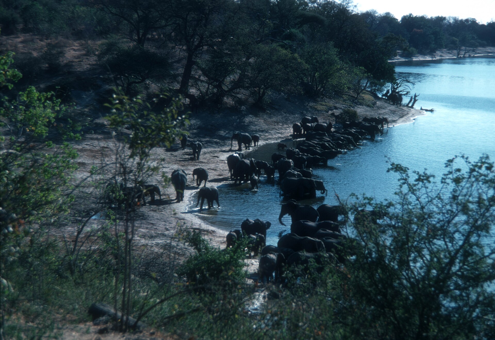 An elephant herd drinking at the Chobe River in northern Botswana