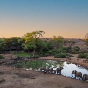 Elephants at the waterhole at Elephant Valley Lodge, Lesoma Valley