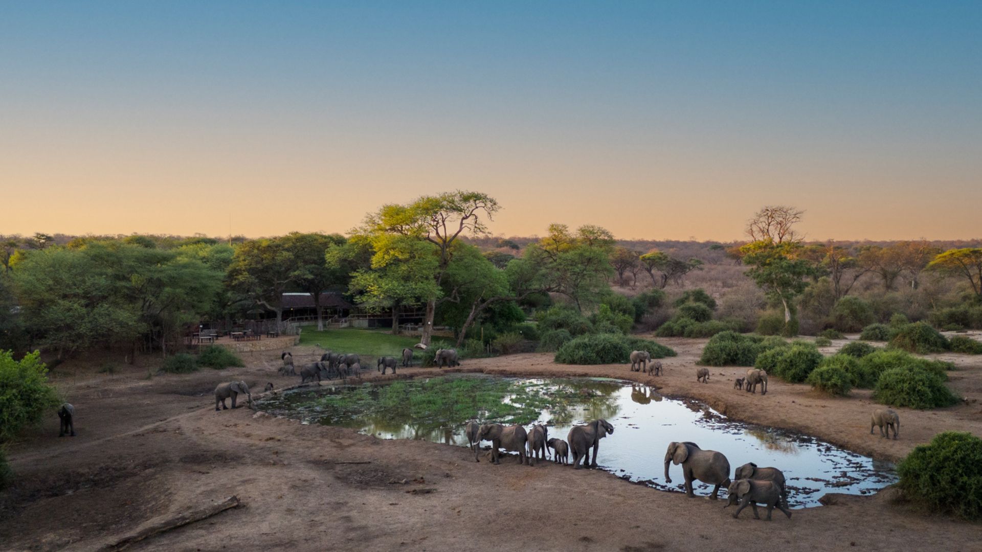 Elephants at the waterhole at Elephant Valley Lodge, Lesoma Valley